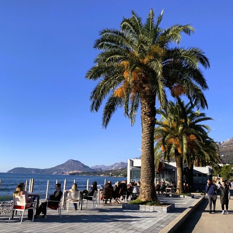 palm trees on a seaside promenade