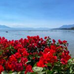 red flowers near a lake