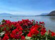 red flowers near a lake