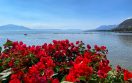 red flowers near a lake