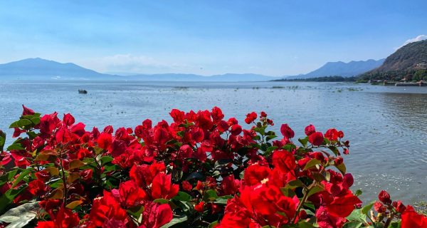 red flowers near a lake