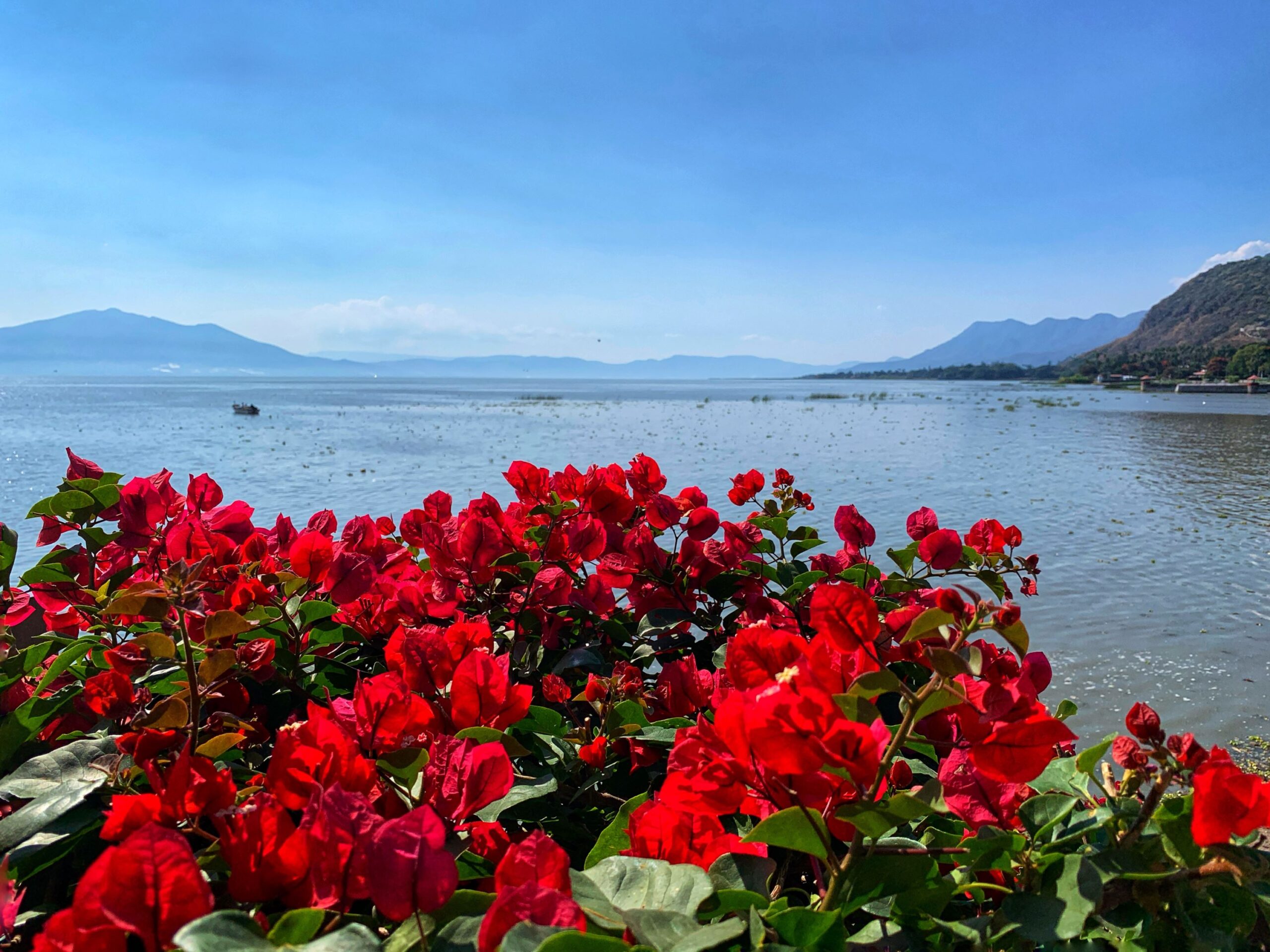 red flowers near a lake